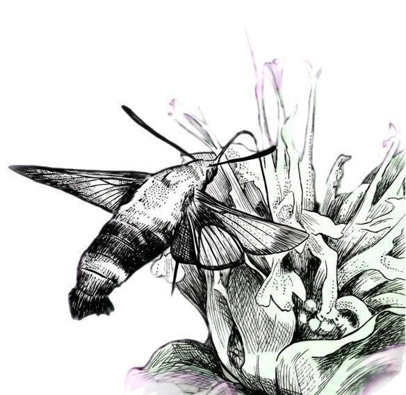 Indra's Nettle